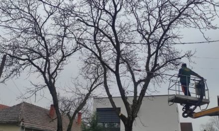 Primăria Timișoara asigură executarea corectă a tăierilor de corecție a arborilor