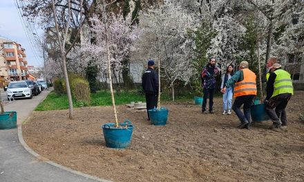 Plantele din pepiniera “schelă” vor înfrumuseța spațiile publice în 4 locații din Timișoara