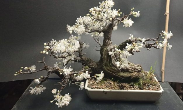 Cactuși și bonsai – expoziție & târg la Bastionul Theresia din Timișoara