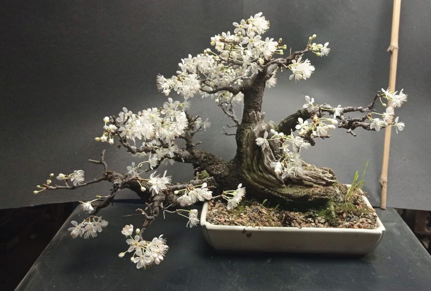 Cactuși și bonsai – expoziție & târg la Bastionul Theresia din Timișoara