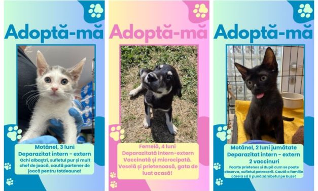 Fii eroul unui suflet blănos – Se organizează un mega-târg de adopții la Timișoara