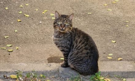 Primăria Timișoara a lansat achiziția pentru serviciile de sterilizare gratuită a animalelor de companie