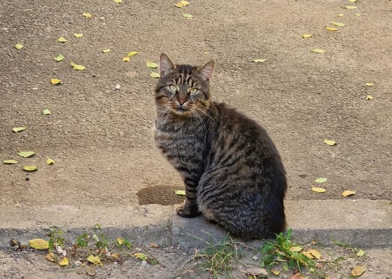 Timișoara va avea „căsuțe pentru pisici” în cartiere