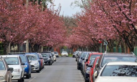 Timișoara înflorită, magnet pentru turiști