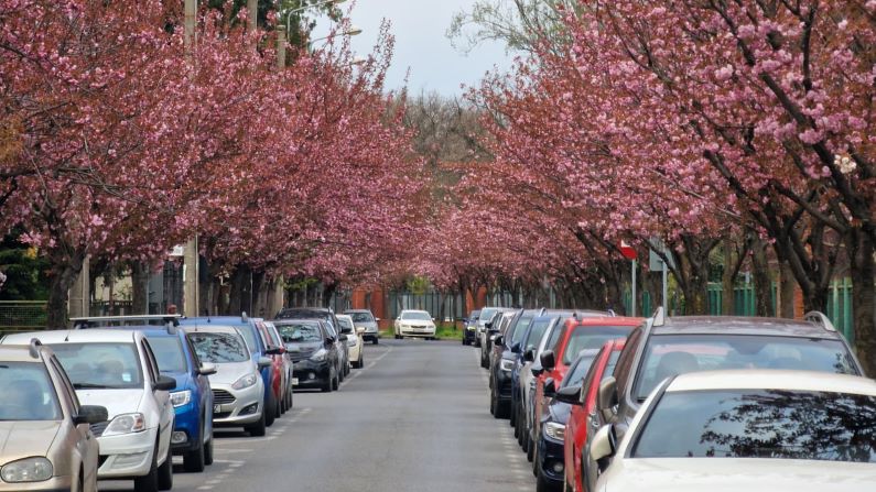 Timișoara înflorită, magnet pentru turiști