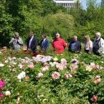 Cum se va numi primul soi de bujor produs în România