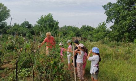 Înscrie-ți copilul la Bee Green, tabăra gratuită din inima Timișoarei