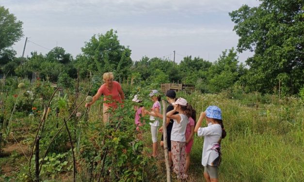Înscrie-ți copilul la Bee Green, tabăra gratuită din inima Timișoarei